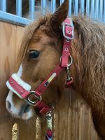 Shetty Halfter Pony faux fur Fell p2 Steinchen neu Waldhause Nordrhein-Westfalen - Ascheberg Vorschau