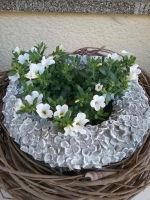 Shabby-chic,Vintage,Landhausstil,Gartendeko Hortensien aus Beton Hessen - Haiger Vorschau