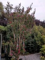 Lagerstroemia indica rubra - mehrstämmig - Flieder des Südens Hessen - Dreieich Vorschau