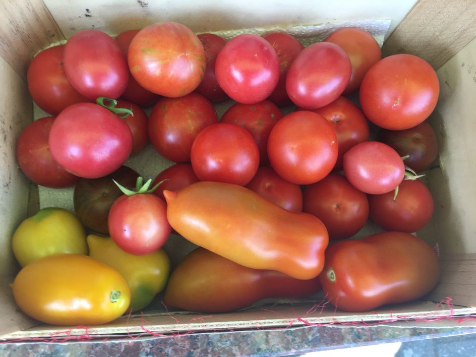 Tomatenpflanzen 36 Sorten samenfest, seltene Sorten ab So, 28.04. in Wittstock/Dosse