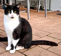 Kater in Deggendorf vermisst Bayern - Deggendorf Vorschau