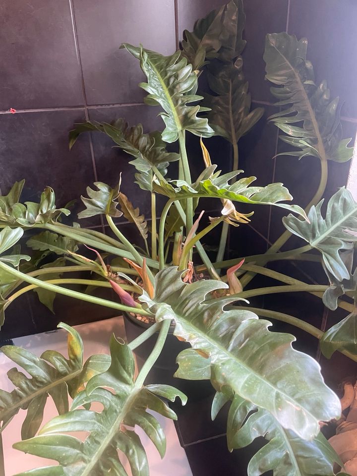 Philodendron rambo sehr groß in Neuenstein