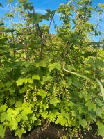 Johannisbeere Strauch Ableger  Beeren Vitamine Rostock - Seebad Warnemünde Vorschau