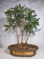 Picea, Fichtengruppe als Bonsai Rohling Nordrhein-Westfalen - Lünen Vorschau