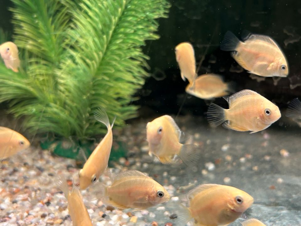 Heros severum gold Augenfleckbuntbarsch 4,50€ in Rangendingen