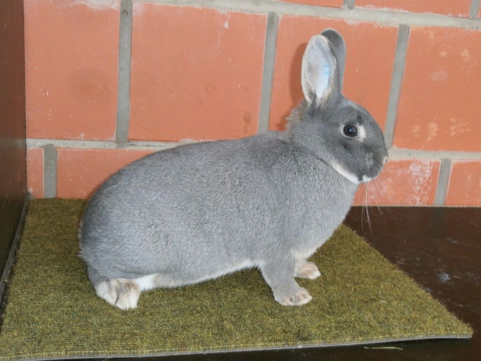 hasen - kaninchen perlfeh häsin in Bakum