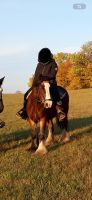 Reitbeteiligung Pferd sucht Reiter Sachsen - Müglitz Vorschau