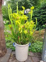 Topf mit fleischfressenden Schlauchpflanzen Sarracenia flava Nordrhein-Westfalen - Spenge Vorschau