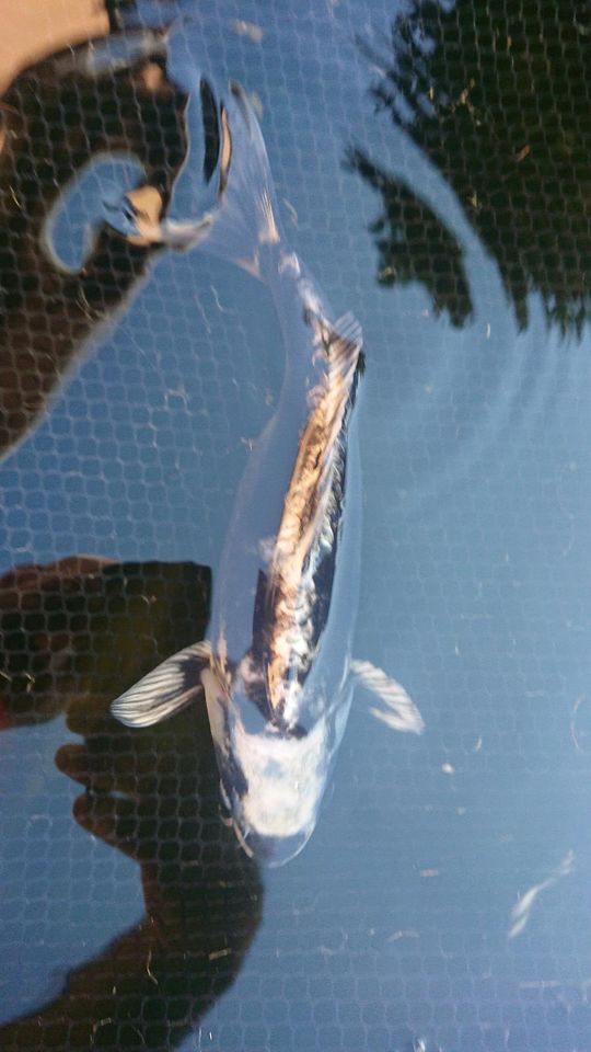 Koi Fische in Dresden