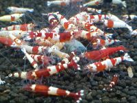 Caridina Taiwan Mix Garnelen Rot Nordrhein-Westfalen - Drensteinfurt Vorschau