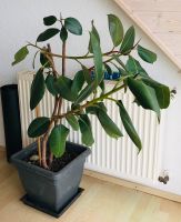Gummibaum, Ficus Elastica Köln - Lindenthal Vorschau