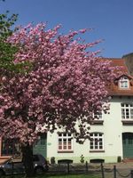 Saniertes Gebäudeensemble in der Altstadt Mecklenburg-Vorpommern - Wismar Vorschau