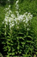 Campanula latifolia var. macrantha `Alba`Waldglockenblume 3,00€ Bayern - Bayreuth Vorschau