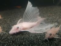 L144 snow white longfin long fin Wels Welse Niedersachsen - Delmenhorst Vorschau