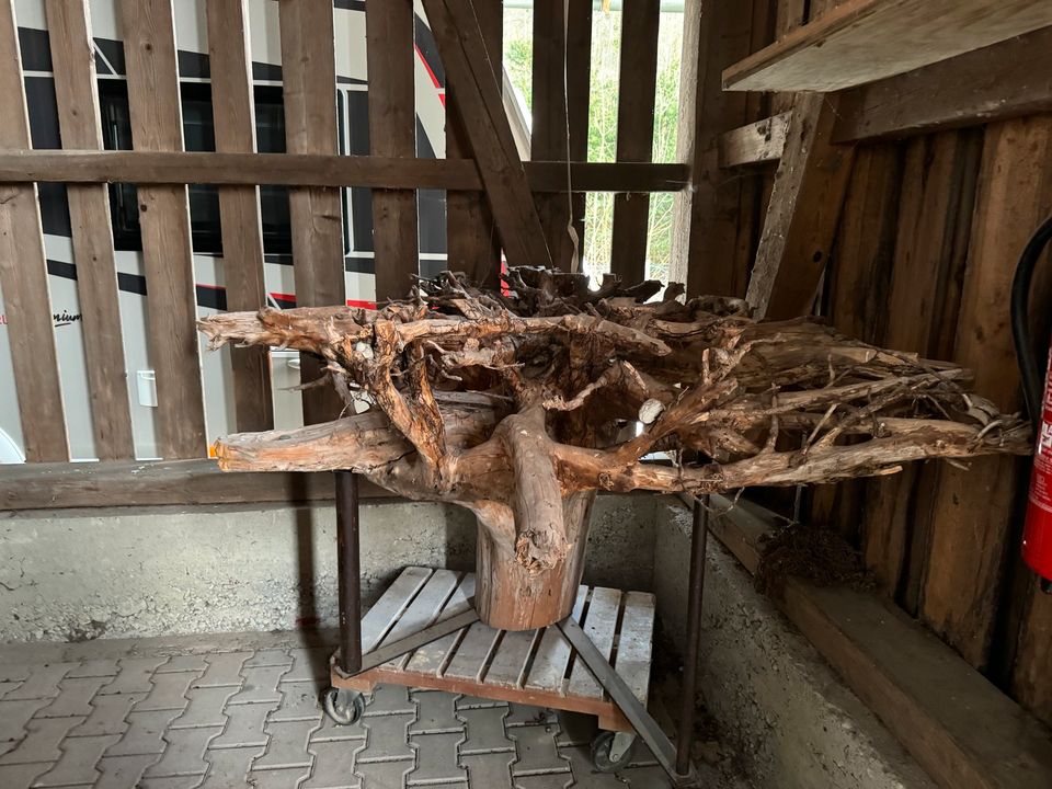 Baum Wurzel für Tischgestell Deko in Jettenbach