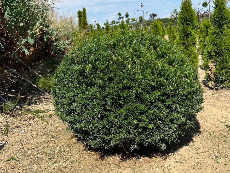 Taxus Eibe Kugel - Formgehölz Gartenbonsai | Bayernhecke` in Ingoldingen