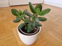 Zimmerpflanze Geldbaum Crassula Ovata München - Pasing-Obermenzing Vorschau