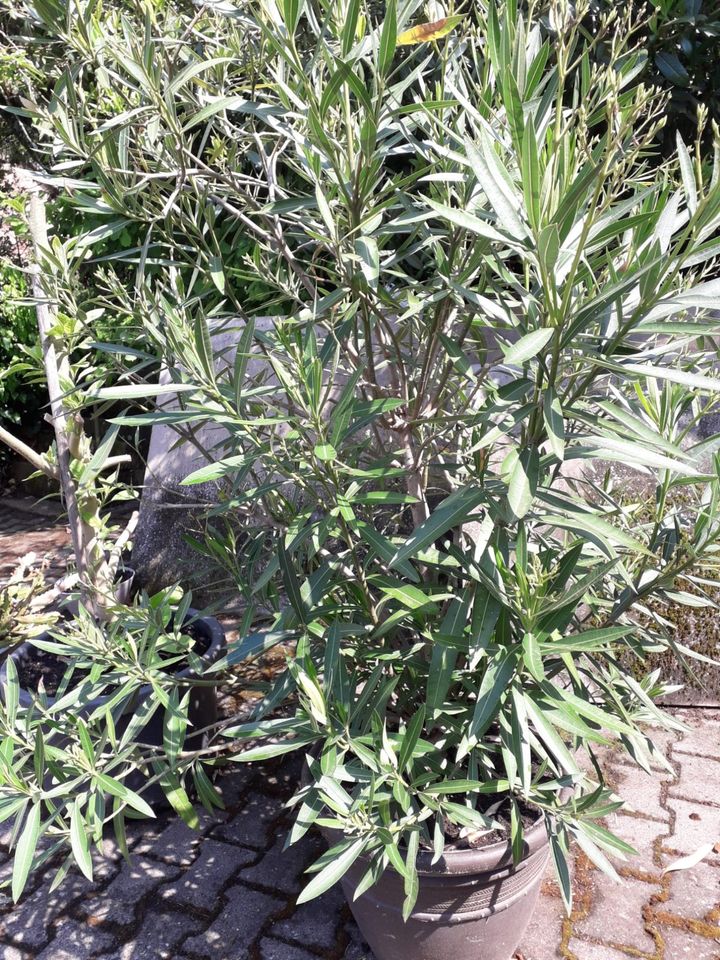 Oleander weiß ca 180 cm in Büdingen