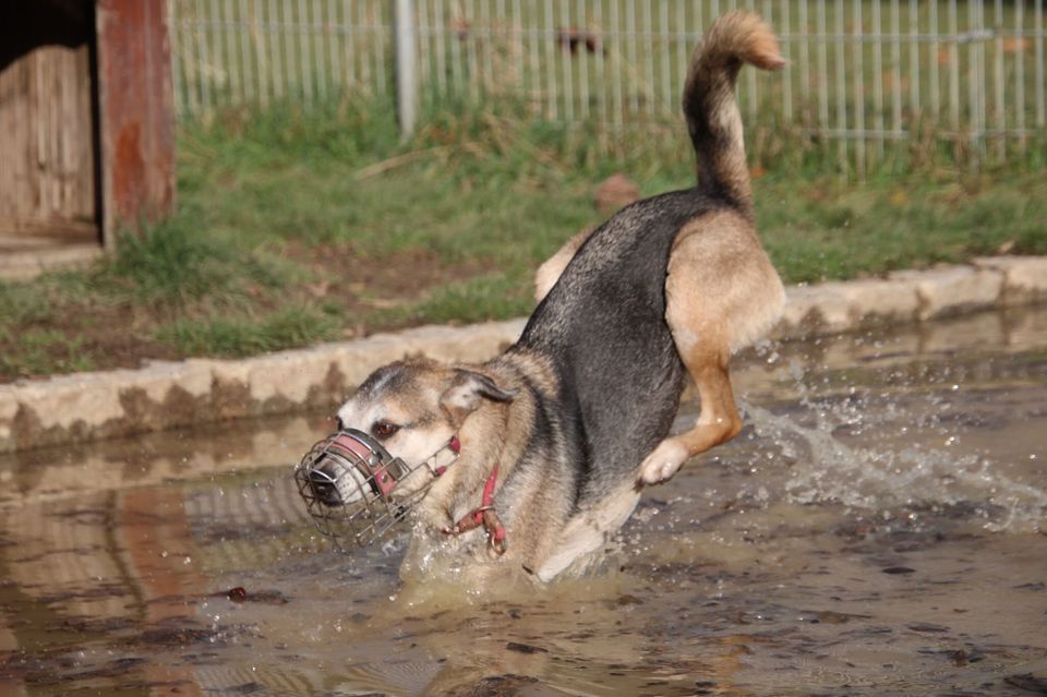 Rudi (ca. 6,5 Jahre) sucht klare Menschen in Mengkofen