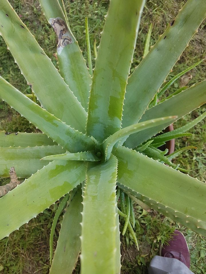 Echte Aloe vera XXL Heilpfl Raumluftreiniger 99 X 74 cm 18.3kg in Jena