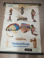 Plakat 'Stubenfliege', (ehemaliges Schulplakat) Sachsen - Thum Vorschau