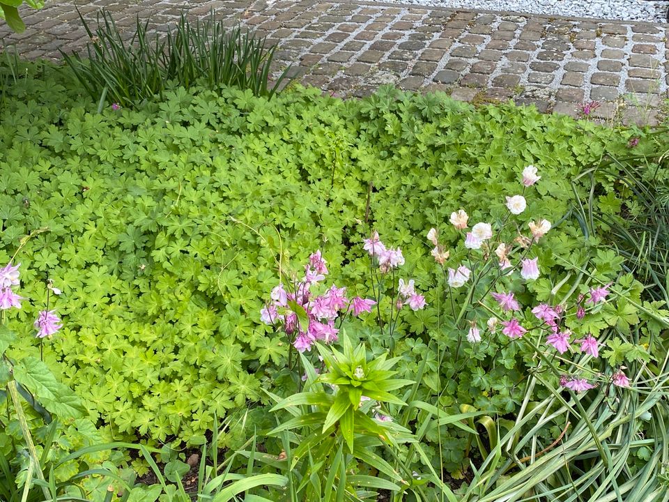 Bodendecker Storchschnabel, Gartenstauden, Sommerblumen etc. in Recklinghausen