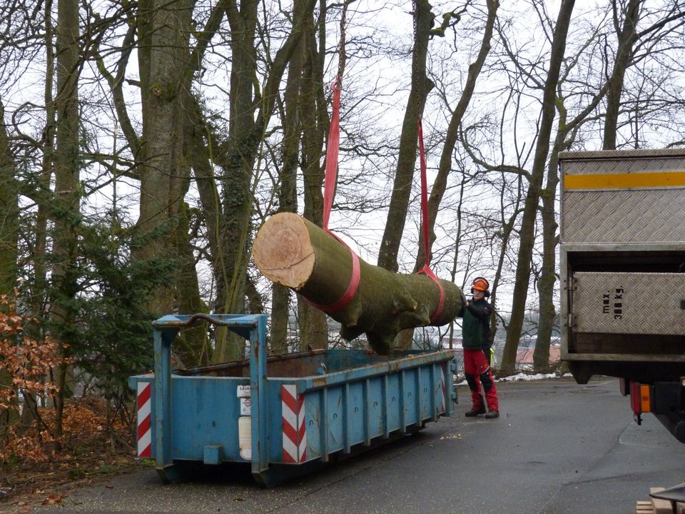 Baumfällung und Baumpflege mit Klettertechnik in Idar-Oberstein