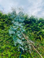 3,5m hoher Eukalyptus Baum - wächst grade! Nordrhein-Westfalen - Beckum Vorschau