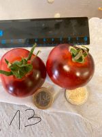 Tomaten Schwarz-Rote gefleckte mittelgroße alte Sorte Baden-Württemberg - Esslingen Vorschau