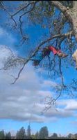 Baumfällarbeiten Baumkletterer Bäume Wald Roden Seil Sturmschaden Sachsen - Leisnig Vorschau
