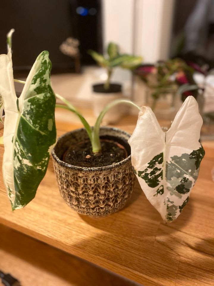 Alocasia Frydek Variegata in Centrum