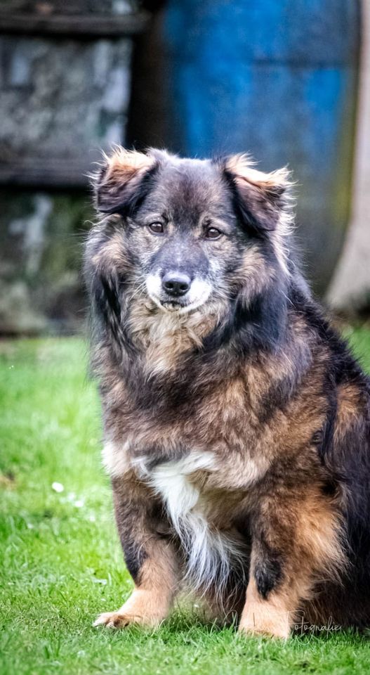 Putziger ELMO ❤️ aus dem Tierschutz sucht seine Menschen in Erftstadt