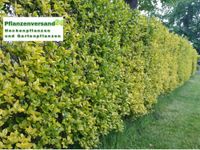 75 Goldligusterpflanzen für 25 Meter Hecke kaufen - mit Versand Nordrhein-Westfalen - Ratingen Vorschau