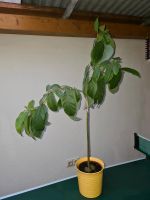 Avocado Avocadopflanze groß mit Topf Zimmerpflanze Bayern - Priesendorf Vorschau