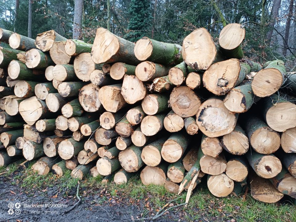 Stammholz Buche, Fichte, Laubholz, Nadelholz, Eiche, Brennholz in Spenge