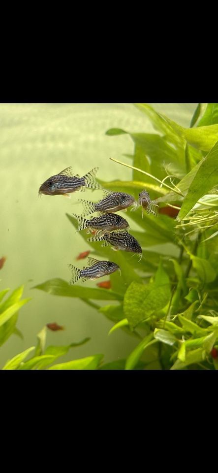 Corydoras sterbai 4€ in Esslingen