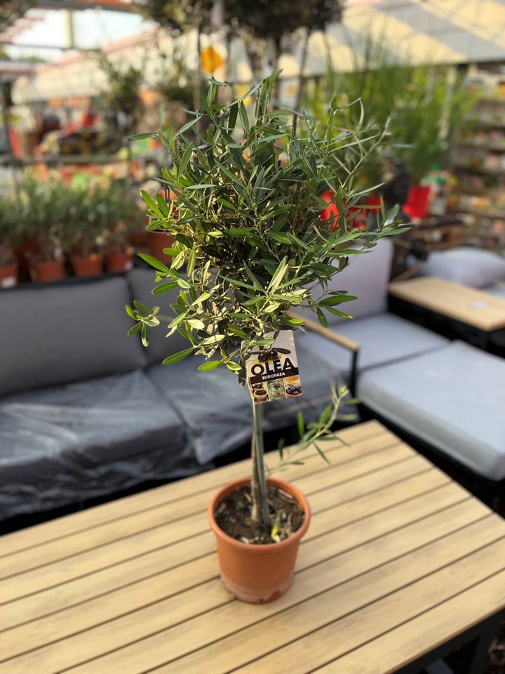 ✅NEU✅Olivenbaum Stamm Olive 80 - 180 cm Olea Europaea Baum 4 in Wiesloch