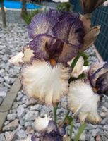 Schwertlilien/Iris Niedersachsen - Drakenburg Vorschau