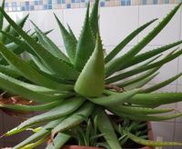 Aloe Vera ca. 50 cm hoch Bayern - Bernhardswald Vorschau