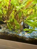 Cryptocoryne wendtii – Aquarium Pflanzen Ableger Frankfurt am Main - Innenstadt Vorschau