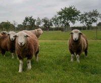 Familienausflug Alpaka Schafe Hühner Hoferlebnis Niedersachsen - Bösel Vorschau