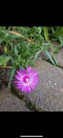 Wunderschöne Ableger Mittagsblume Delosperma Bayern - Würzburg Vorschau