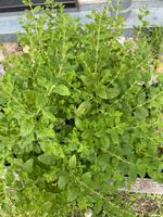 Kräuter Zitronenmelisse Salbei Minze aus dem eigenen Garten Baden-Württemberg - Ilsfeld Vorschau