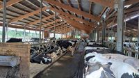 Herdenmanager (m/w/d) für 380 Milchkühe in Rethem Niedersachsen Niedersachsen - Frankenfeld Vorschau