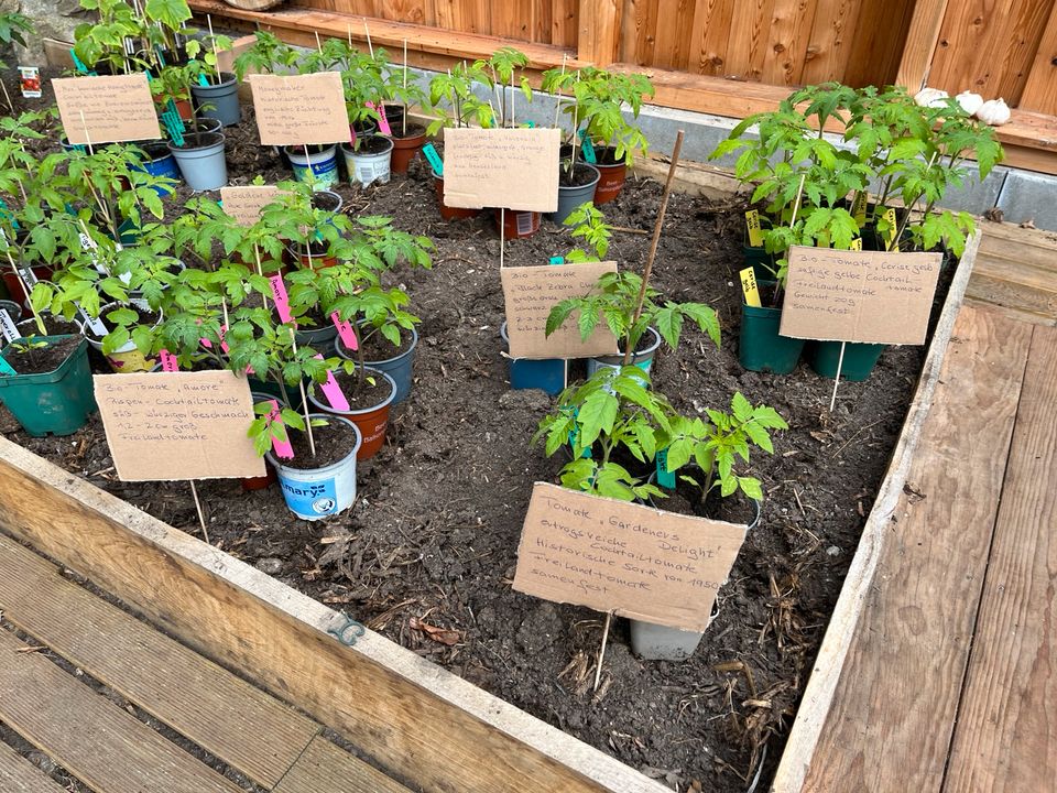 kräftige Tomatenpflanzen 14 verschiedene Sorten und Gurken in Looft