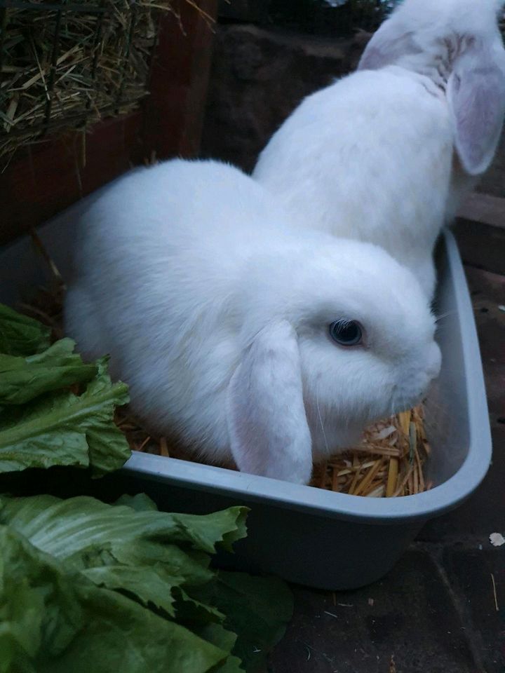 Kaninchen von privater pflegestelle geimpft Männchen und Weibchen in Obrigheim
