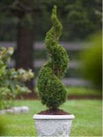 Thuja Smaragd-Lebensbaum in Spiralform 170cm Niedersachsen - Wenzendorf Vorschau