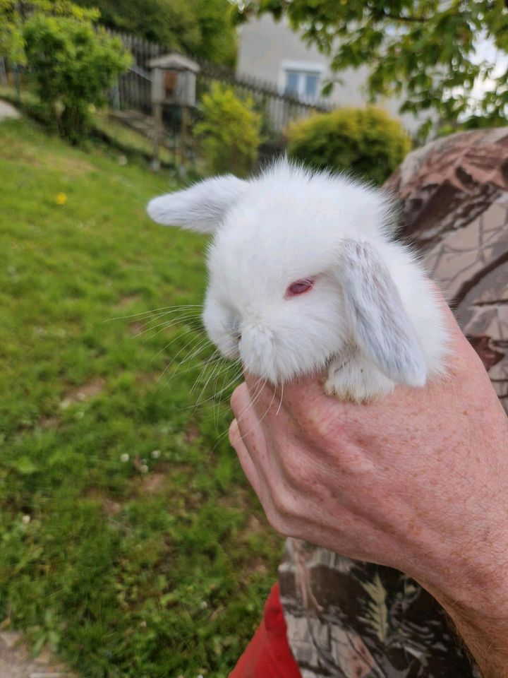 Zwergwidder weiss RA Kaninchen in Pressath