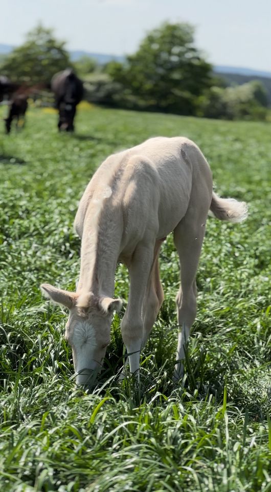 Cremello und Smokyblack Warmblut Hengstfohlen in Berlin