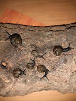 Baumschnecken Jungtiere (Gefleckte Schnirkelschnecke  ) Niedersachsen - Beverstedt Vorschau